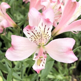 楽天市場 アルストロメリア 切り花の通販