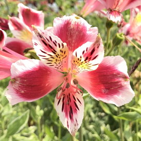 楽天市場 アルストロメリア 切り花の通販