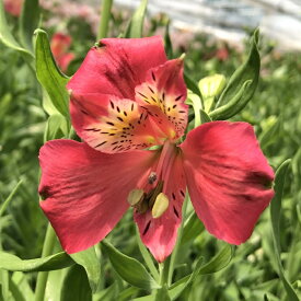 楽天市場 アルストロメリア 切り花の通販