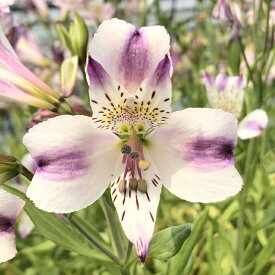 楽天市場 アルストロメリア 切り花の通販