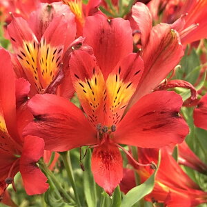 AXgA c bhX^[ 10.5cm|bg h ԕc K[fjO c kwi