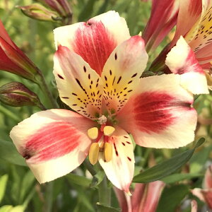 \̔ AXgA c g 10.5cm|bg h ԕc K[fjO c kwi 3{ȍ~