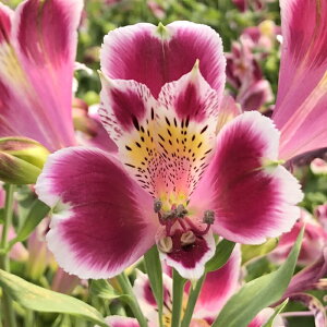 \̔ AXgA c ro 10.5cm|bg h ԕc K[fjO c kwi 3{ȍ~