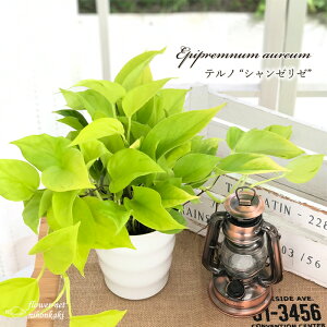 観葉植物 ポトス 5号 Diy 工具の人気商品 通販 価格比較 価格 Com