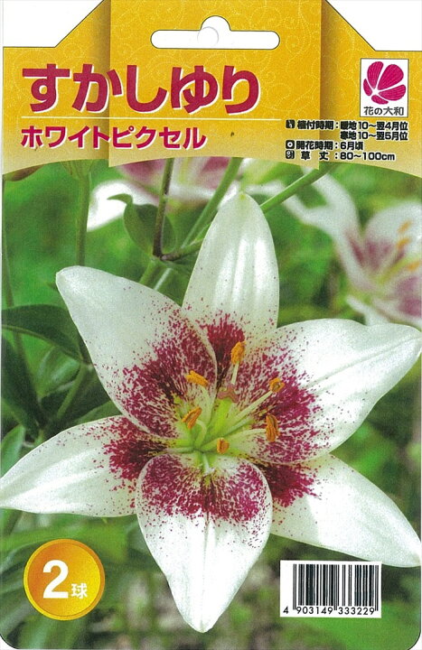 楽天市場 予約販売 花の大和 球根 人気のすかし百合 すかしゆり ホワイトピクセル 2球 百合 ゆり ユリ 10月中旬以降発送 フラワーネット 日本花キ流通