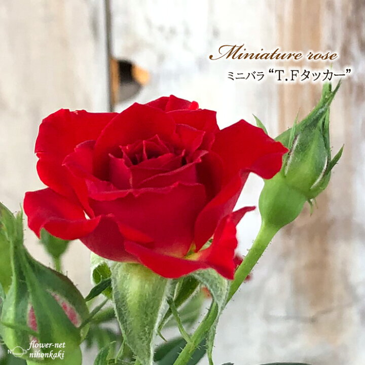 楽天市場 予約販売 ミニバラ T Fタッカー 3号ポット バラ 薔薇 バラ苗 苗 Bry 3月上旬以降発送 フラワーネット 日本花キ流通