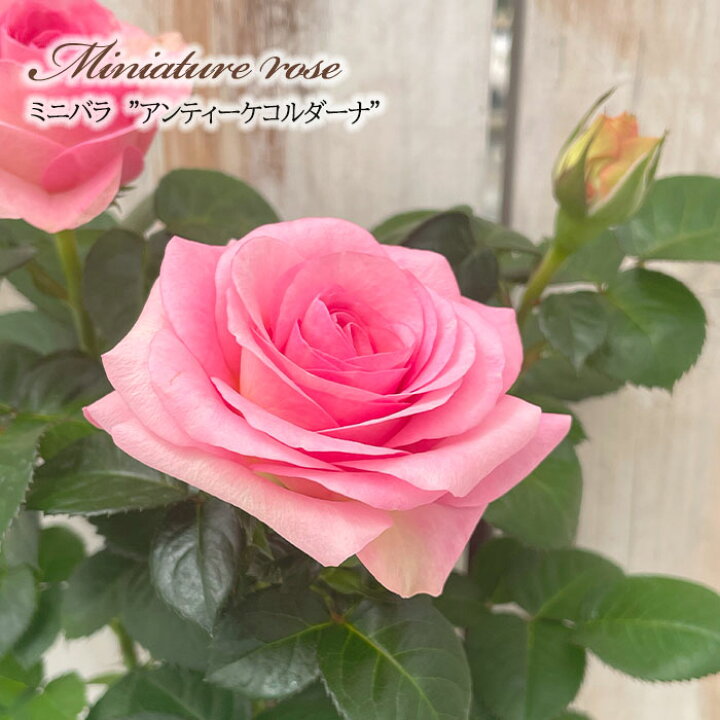 楽天市場 予約販売 ミニバラ アンティークコルダーナ 3号ポット バラ 薔薇 バラ苗 苗 Bry 10月下旬以降発送 フラワーネット 日本花キ流通