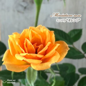 y܂Ȃߐ؂z \̔ ~jo IW 3|bg lG炫 o KN oc c IW bry 11{ȍ~