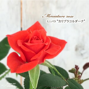 【まもなく締め切り】 予約販売 ミニバラ カリブラコルダーナ 3号ポット 四季咲き バラ 薔薇 バラ苗 苗 コルダナ 赤 bry 11月上旬以降発送