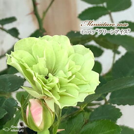 楽天市場 ミニバラ グリーンアイスの通販