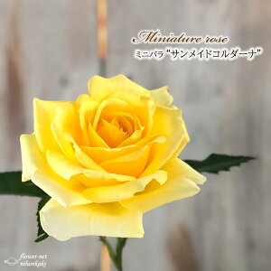 \̔ ~jo TChR_[i o^i 3|bg lG炫 o KN oc c R_i F bry 3{ȍ~