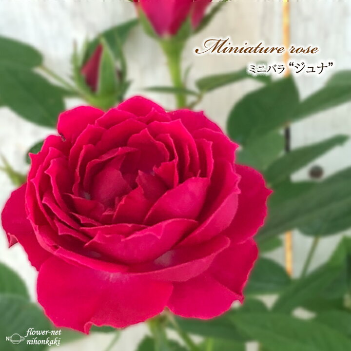 楽天市場 予約販売 ミニバラ ジュナ 3号ポット バラ 薔薇 バラ苗 苗 Bry 10月下旬以降発送 フラワーネット 日本花キ流通 楽天市場 予約販売 ミニバラ ジュナ 3号ポット バラ 薔薇 バラ苗 苗 Bry 10月下旬以降発送 フラワーネット 日本花キ流通
