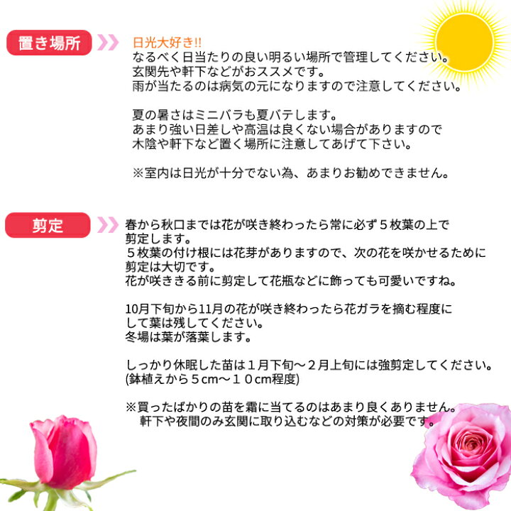 楽天市場 予約販売 ミニバラ ジュナ 3号ポット バラ 薔薇 バラ苗 苗 Bry 3月上旬以降発送 フラワーネット 日本花キ流通