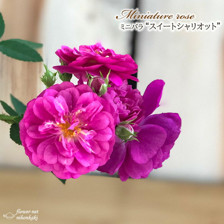 178円 人気の製品 予約販売 ミニバラ ラベンダーコルダーナ 3号ポット バラ 薔薇