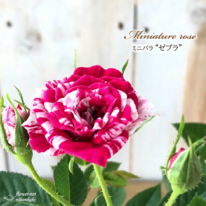 楽天市場 予約販売 ミニバラ ゼブラ 3号ポット バラ 薔薇 バラ苗 苗 Bry 10月下旬以降発送 フラワーネット 日本花キ流通 楽天市場 予約販売 ミニバラ ゼブラ 3号ポット バラ 薔薇 バラ苗 苗 Bry 10月下旬以降発送 フラワーネット 日本花キ流通