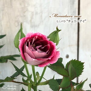 苗 ミニバラの人気商品 通販 価格比較 価格 Com 苗 ミニバラの人気商品 通販 価格比較 価格 Com
