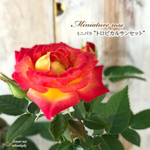 \̔ ~jo gsJTZbg 3|bg lG炫 o KN oc c IW bry 3{ȍ~