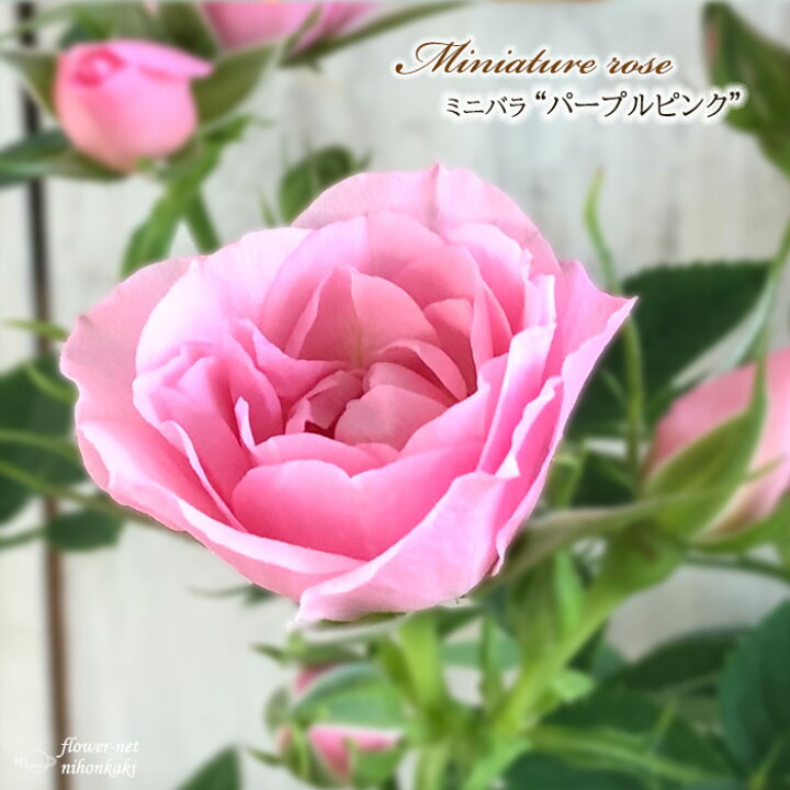 楽天市場 予約販売 ミニバラ パープルピンク 3号ポット バラ 薔薇 バラ苗 苗 Bry 10月下旬以降発送 フラワーネット 日本花キ流通