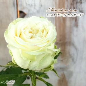 \̔ ~jo p[R_[i 3|bg lG炫 F  o KN oc c R_i  ars 3{ȍ~