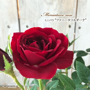 \̔ ~jo t@j[^R_[i o^i 3|bg lG炫 o KN oc c R_i  bry 3{ȍ~