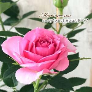 \̔ ~jo tFV^XR_[i 3|bg lG炫 o KN oc c R_i sN bry 3{ȍ~