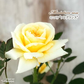 予約販売 ミニバラ フレグランス 3号ポット 四季咲き 芳香 香り バラ 薔薇 バラ苗 苗 黄色 bry 3月上旬以降発送