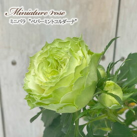 予約販売 ミニバラ ペパーミントコルダーナ 登録品種 3号ポット 四季咲き バラ 薔薇 バラ苗 苗 コルダナ グリーン ars 3月上旬以降発送