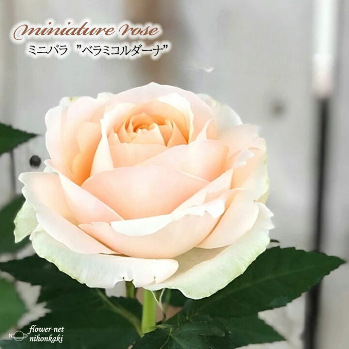 楽天市場 予約販売 ミニバラ ベラミーコルダーナ 3号ポット バラ 薔薇 バラ苗 苗 Bry 3月上旬以降発送 フラワーネット 日本花キ流通