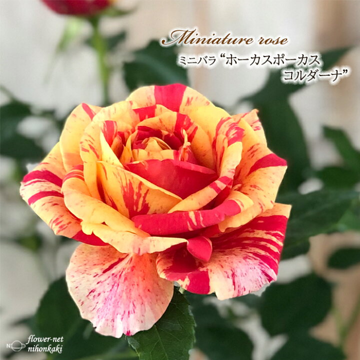楽天市場 予約販売 ミニバラ ホーカスポーカスコルダーナ 3号ポット バラ 薔薇 バラ苗 苗 Bry 10月下旬以降発送 フラワーネット 日本花キ流通 楽天市場 予約販売 ミニバラ ホーカスポーカスコルダーナ 3号ポット バラ 薔薇 バラ苗 苗 Bry 10月下旬以降発送 フラワーネット 日本花キ流通
