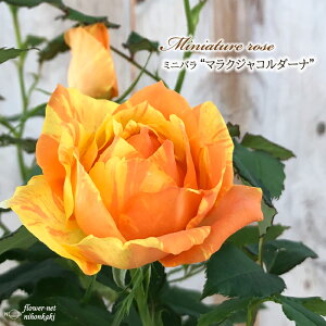 \̔ ~jo }NWR_[i o^i 3|bg lG炫 o KN oc c R_i IW bry 3{ȍ~