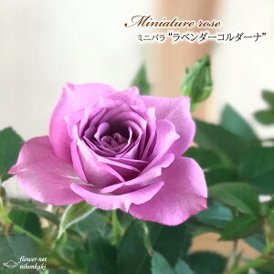 \̔ ~jo x_[R_[i o^i 3|bg lG炫 o KN oc c R_i  bry 3{ȍ~