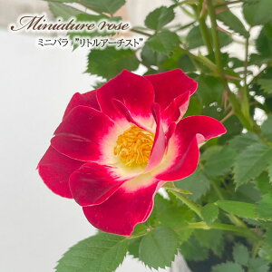 \̔ ~jo gA[`Xg 3|bg lG炫 F  o KN oc c  ars 3{ȍ~