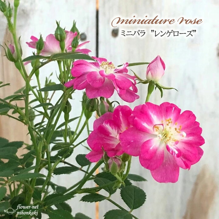 楽天市場 予約販売 ミニバラ レンゲローズ 八女津姫 3号ポット バラ 薔薇 バラ苗 苗 Bry 10月下旬以降発送 フラワーネット 日本花キ流通
