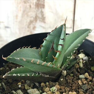 観葉植物 アガベ 3号の人気商品 通販 価格比較 価格 Com 観葉植物 アガベ 3号の人気商品 通販 価格比較 価格 Com