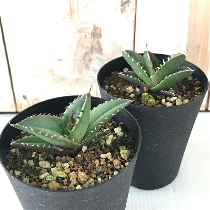 楽天市場】多肉植物 caアガベ オテロイ 3号鉢 多肉植物 アガベ  