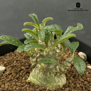 A cahXejA MKX c  A R[fbNX 򍪐A 7.5cm|bg