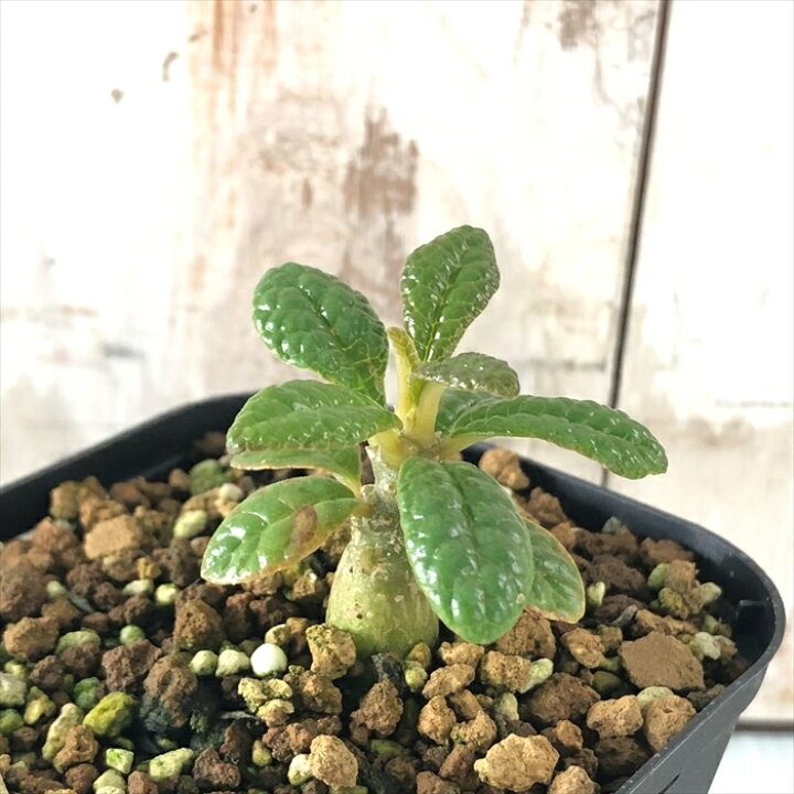 楽天市場】多肉植物 caドルステニア ギガス 実生苗 多肉植物 