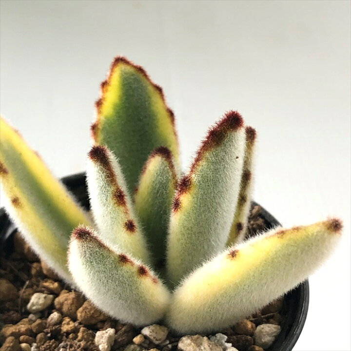 楽天市場 多肉植物 Hmカランコエ 月兎耳錦 多肉植物 カランコエ 6cmポット フラワーネット 日本花キ流通 楽天市場 多肉植物 Hmカランコエ 月兎耳錦 多肉植物 カランコエ 6cmポット フラワーネット 日本花キ流通