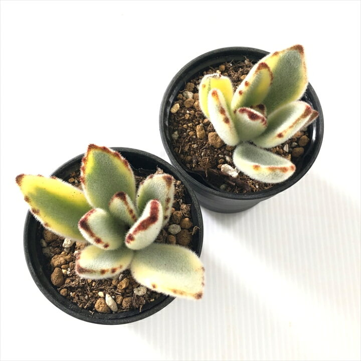 楽天市場 多肉植物 Hmカランコエ 月兎耳錦 多肉植物 カランコエ 6cmポット フラワーネット 日本花キ流通