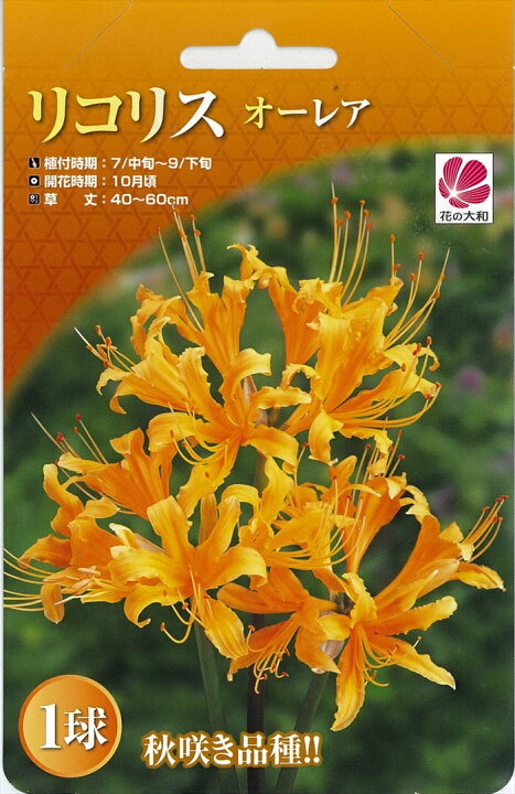国際ブランド 花の大和 球根 リコリス オーレア 1球 8月中旬以降発送 Zurique Com Br
