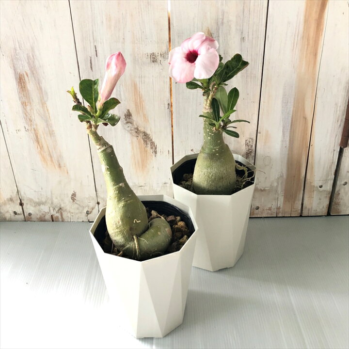 楽天市場 多肉植物 Caコーデックス アデニウム オベスム ラッキーピンク 4号鉢 塊根植物 砂漠のバラ フラワーネット 日本花キ流通