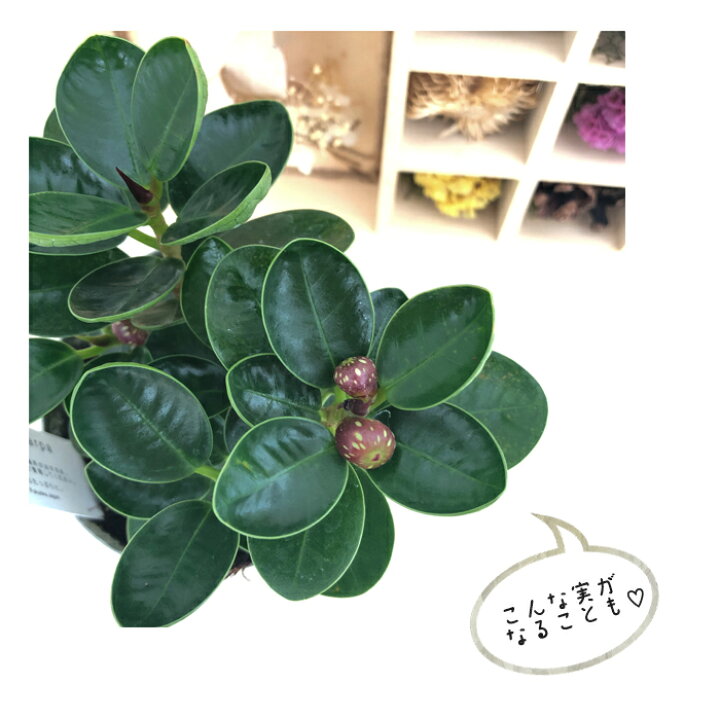 楽天市場 パンダガジュマル 9cmポット 観葉植物 苗 インテリア おしゃれ ガジュマル フラワーネット 日本花キ流通 楽天市場 パンダガジュマル 9cmポット 観葉植物 苗 インテリア おしゃれ ガジュマル フラワーネット 日本花キ流通