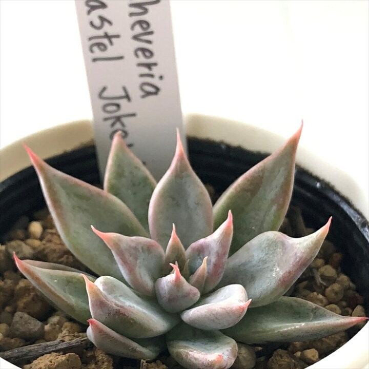 楽天市場】多肉植物 yukエケベリア Pastel Joker 多肉植物 優木園さん 