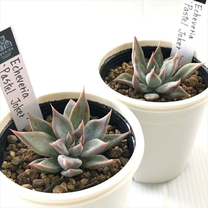 楽天市場】多肉植物 yukエケベリア Pastel Joker 多肉植物 優木園さん 