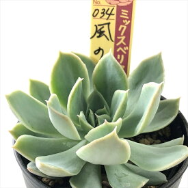 多肉植物 oriミックスベリア No.034 風の花 多肉植物 おらいさん苗 送料無料 エケベリア 6cmポット 【お一人様1点限り】