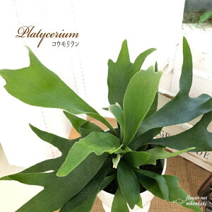 観葉植物 ビカクシダの人気商品 通販 価格比較 価格 Com