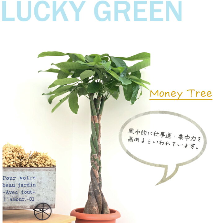 楽天市場 パキラ 7号鉢 送料無料 苗 観葉植物 インテリア おしゃれ 引っ越し祝い ギフト お祝い 新築祝い フラワーネット 日本花キ流通