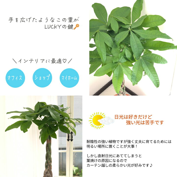 楽天市場 パキラ 7号鉢 送料無料 苗 観葉植物 インテリア おしゃれ 引っ越し祝い ギフト お祝い 新築祝い フラワーネット 日本花キ流通