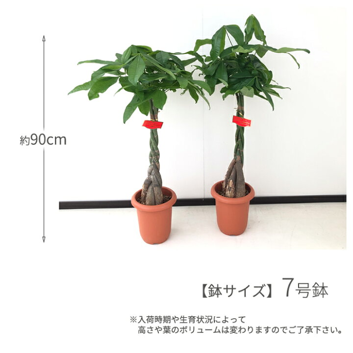 楽天市場 パキラ 7号鉢 送料無料 苗 観葉植物 インテリア おしゃれ 引っ越し祝い ギフト お祝い 新築祝い フラワーネット 日本花キ流通