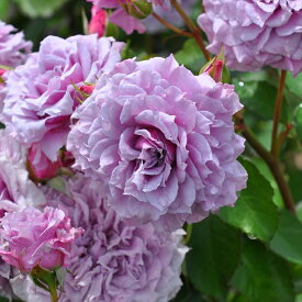 予約販売 バラ苗 バラ大苗 ロサ オリエンティス コリンクレイヴン 品種登録出願中 四季咲き 薔薇 ばら 送料無料 紫 hao 2月中旬以降発送